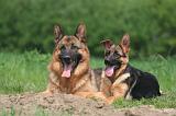 BERGER ALLEMAND 1425